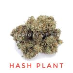 Hash Plant - Organically Grown